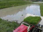 歩行型4条田植え機で田植え