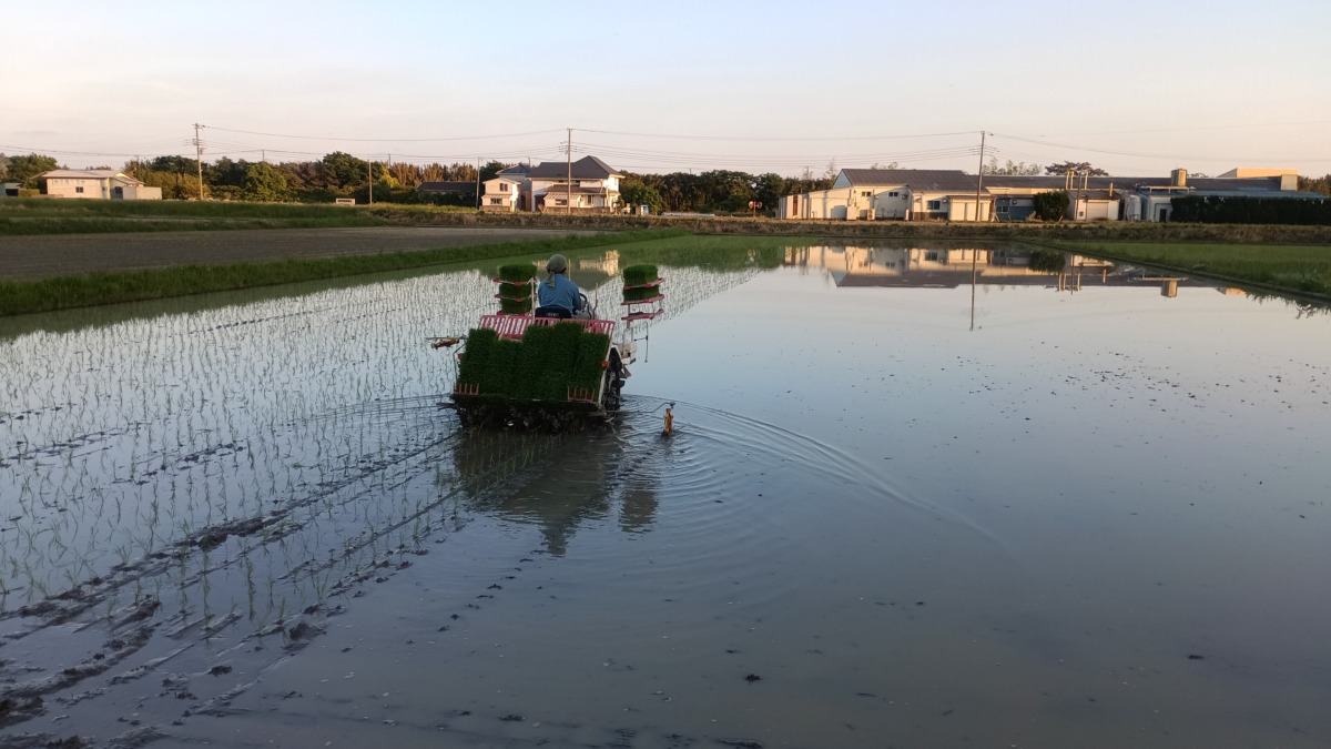 夕方日が暮れるまで田植え作業
朝夕は寒いぐらい。