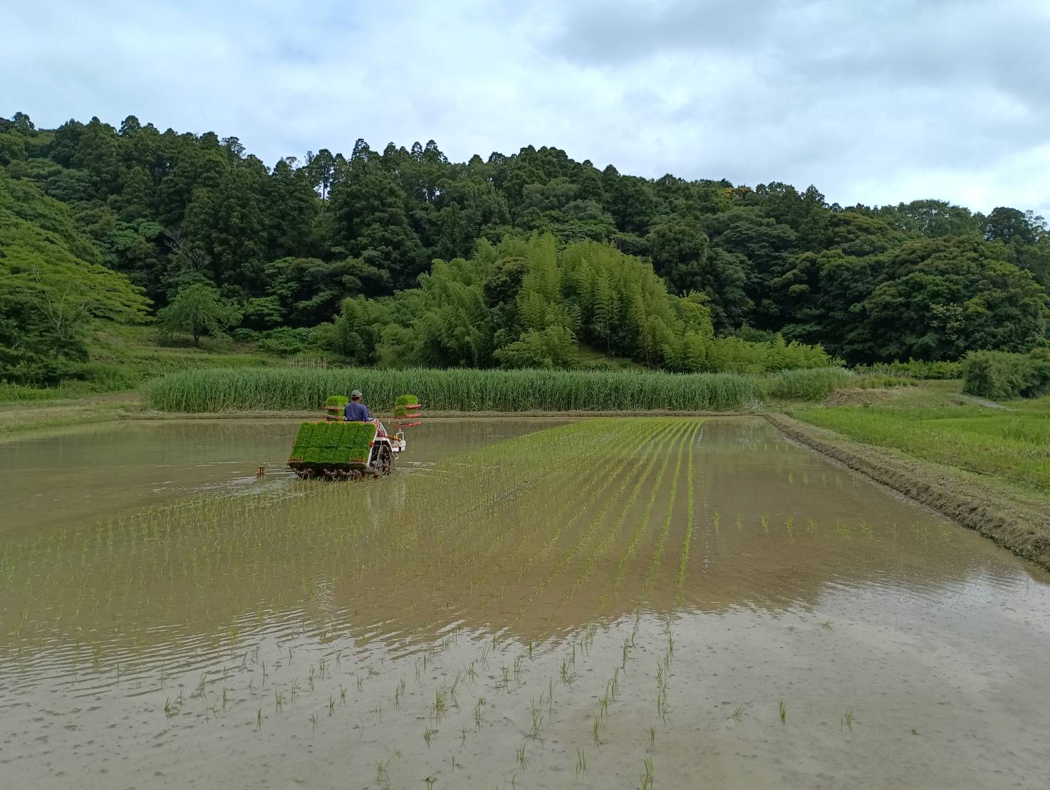 六代もち田ツキモチ田植え終了！