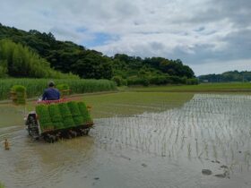 六代もち田 ツキミモチ田植終了