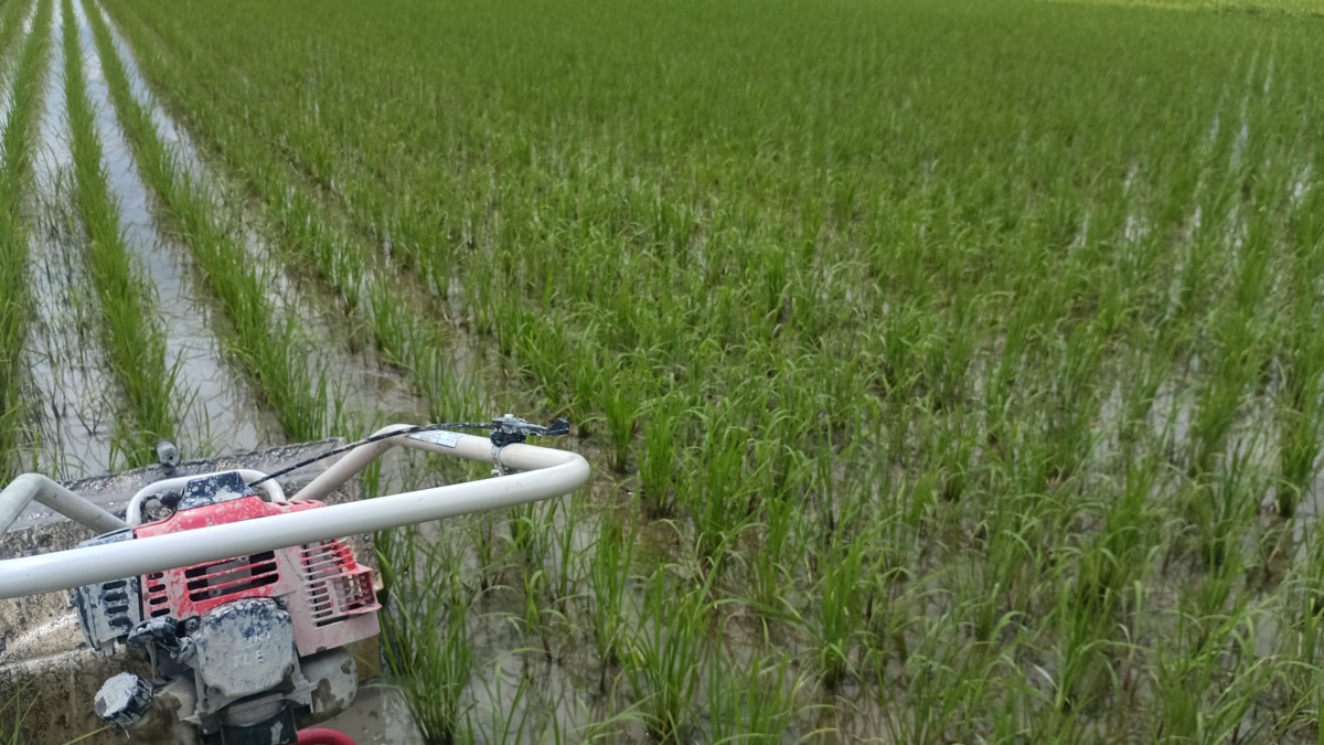 動力除草機で条間はなんとかかき混ぜて除草できるのですが・・・
