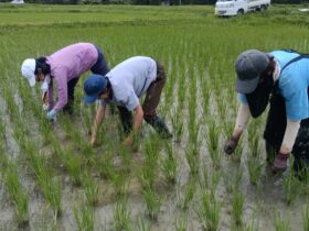 ガチの田の草取り