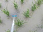 株間の除草はとれ太ビックで立ちながら作業