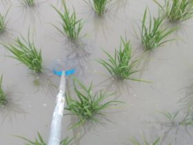 株間の除草はとれ太ビックで立ちながら作業