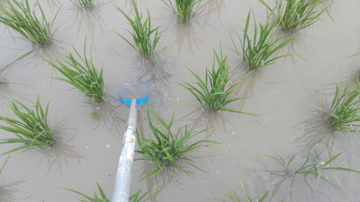 株間の除草はとれ太ビックで立ちながら作業