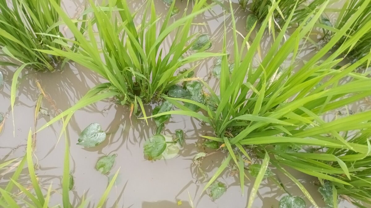 プリンセスサリーの株間にコナギが繁茂