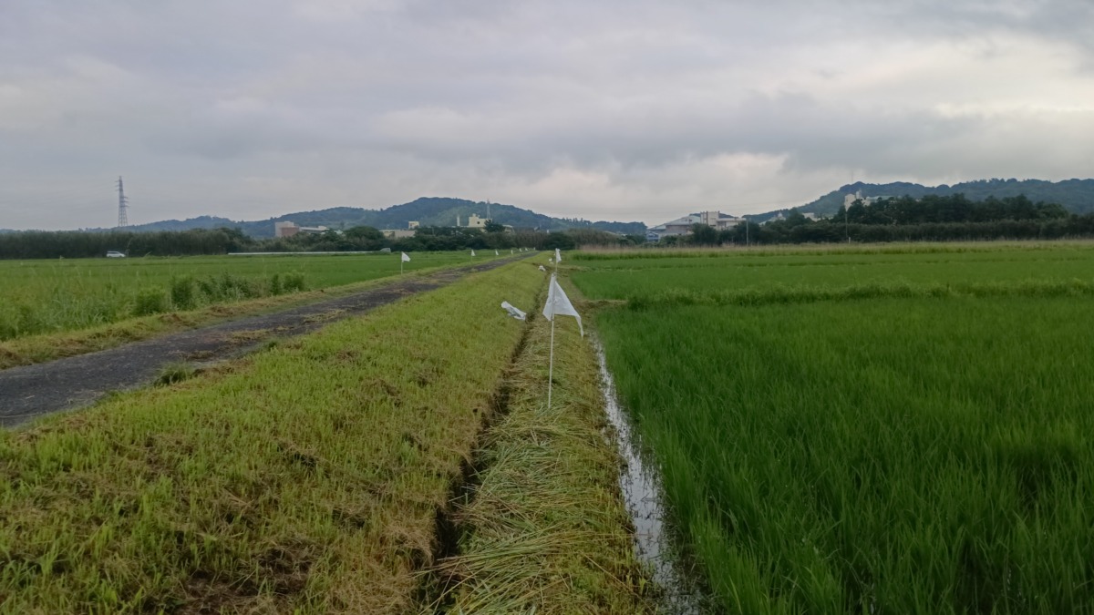 下堀地区4町2反15枚の田んぼに
白旗設置しました。