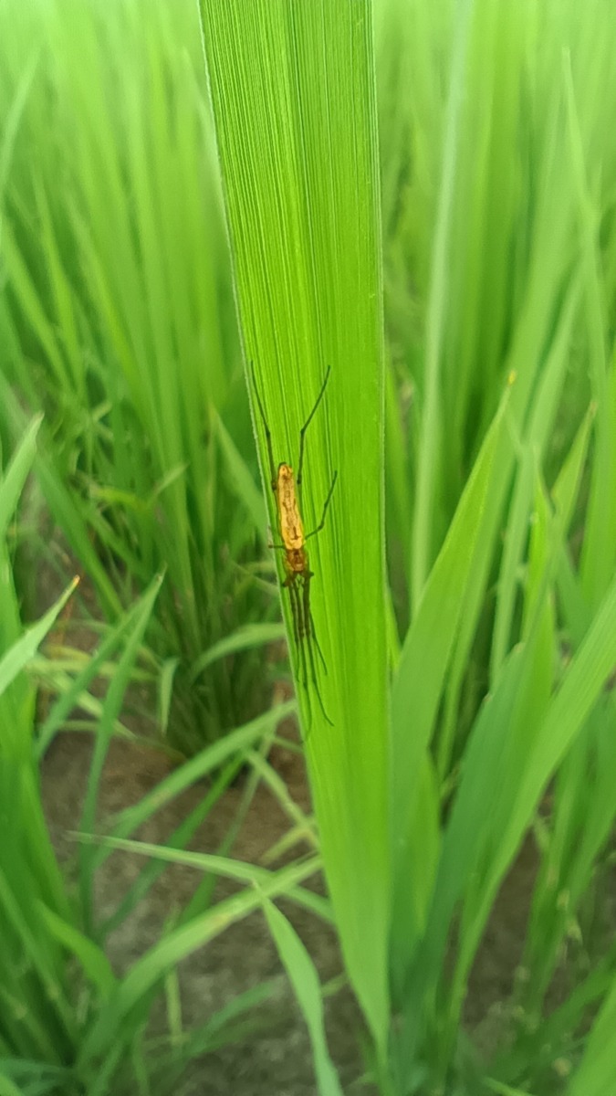 アシナガグモの仲間かな