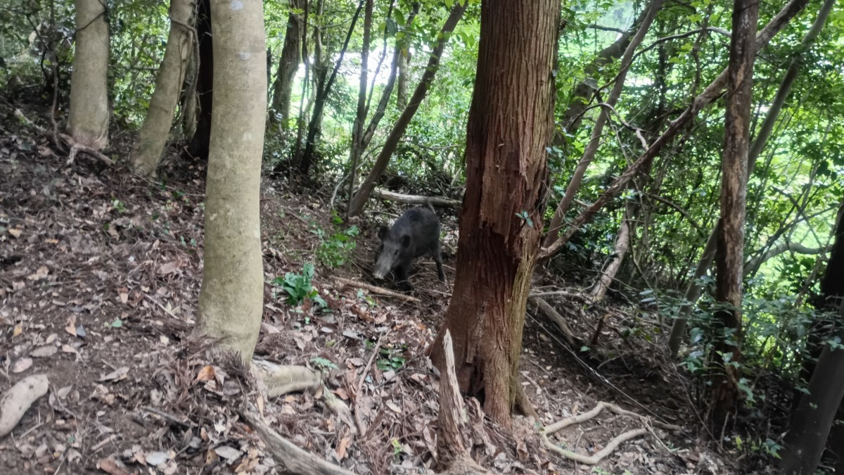 田んぼの近くの山で捕獲毎日山から下りてきて、 田んぼの稲を食い荒らす。