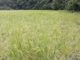 イノシシに親子に侵入され、 食い荒らされ、踏み付けられた 山名通称しばった下の田んぼ