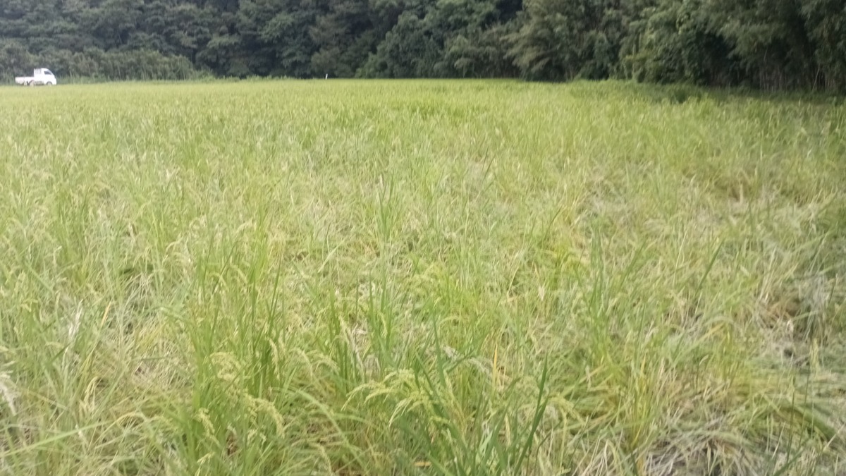 イノシシに親子に侵入され、食い荒らされ、踏み付けられた 山名通称しばった下の田んぼ