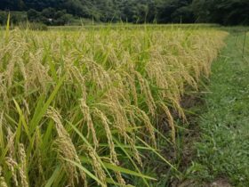 頭を垂れれるササニシキ この豪雨、最後の一雨 恵みの雨となるか・・・？？