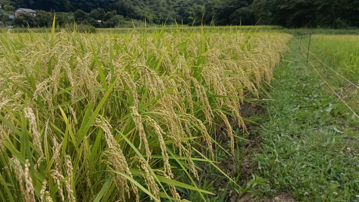頭を垂れれるササニシキ この豪雨、最後の一雨 恵みの雨となるか・・・？？