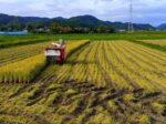 下堀地区最後の一枚　2026年9月18日 水の溜まった田んぼの稲刈りです。