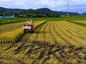 下堀地区最後の一枚 2026年9月18日 水の溜まった田んぼの稲刈りです。