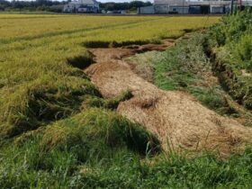 上流から流れてきた稲ワラ 田んぼに堆積してしまった(>_