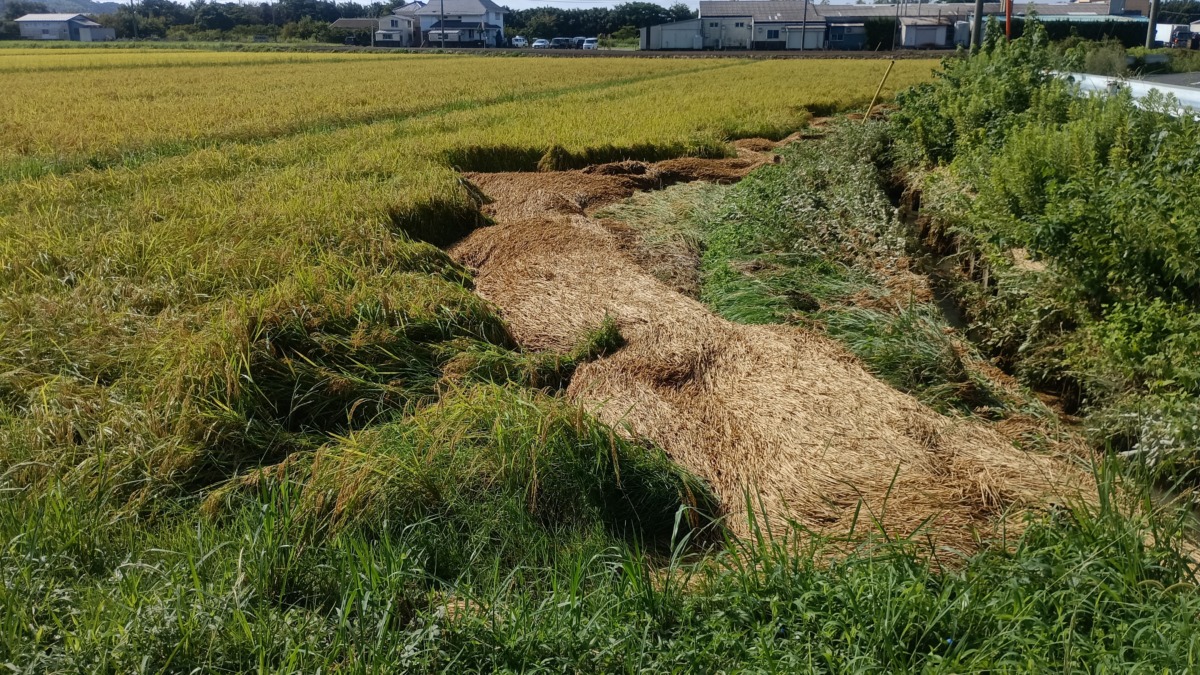 上流から流れてきた稲ワラ田んぼに堆積してしまった(>_<)