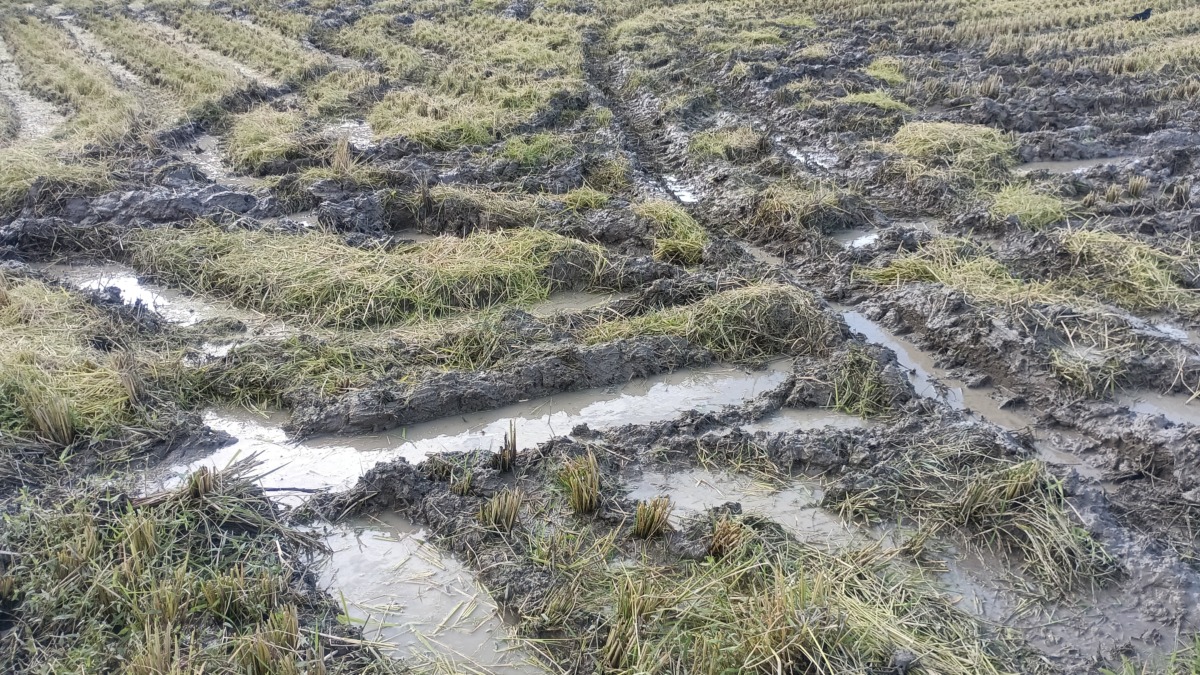 水が溜まった田んぼのコンバインのクローラ跡 ここまで水の溜まった田んぼの稲刈りは初めての経験