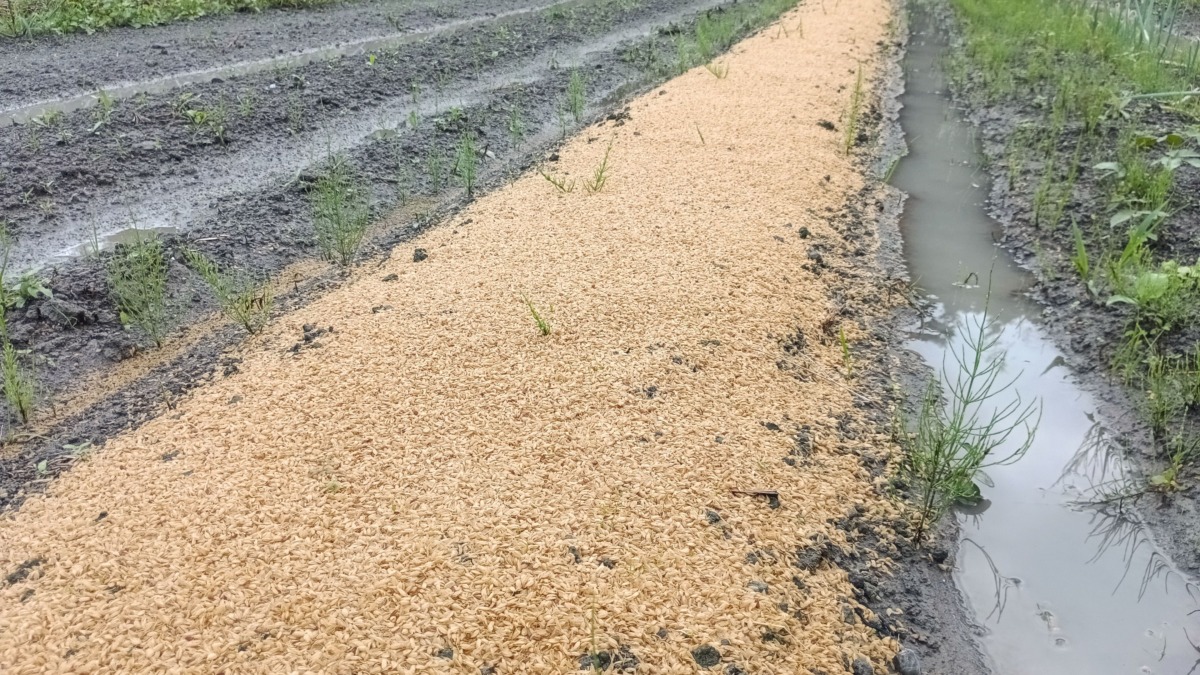 玉葱苗床